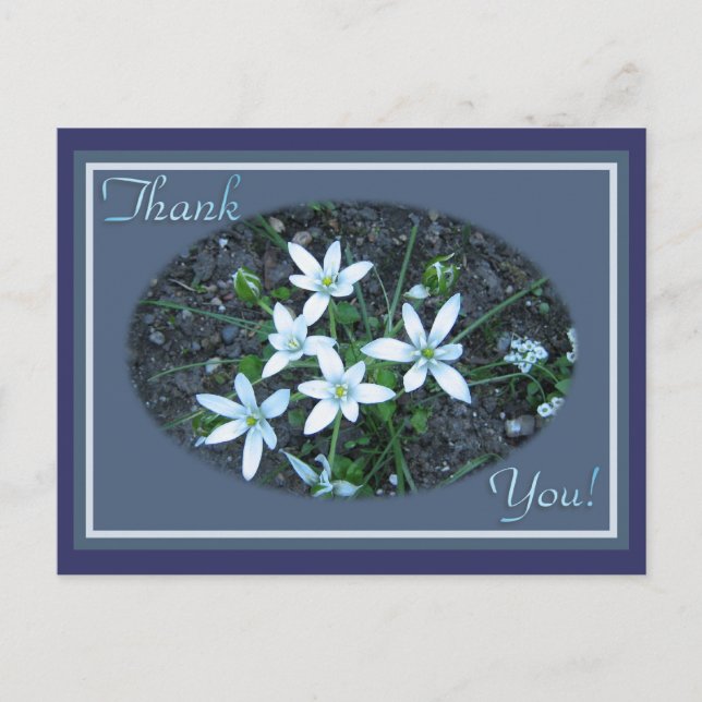 Anemones Postcard (Front)