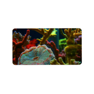 anenome saltwater image coral aquarium tank label