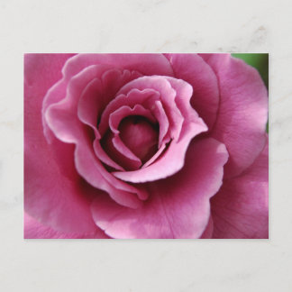 Angel Face II Postcard