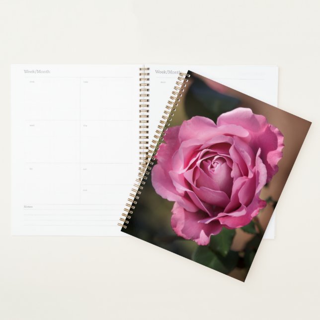 Angel Face Rose Planner (Display)