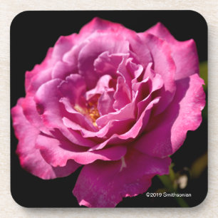 Angel Face Rose Up-Close Coaster