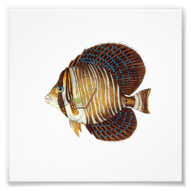 Angel Fish Beach Nautical Ocean Bathroom Photo Print (Front)