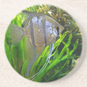 Angel Fish Coaster