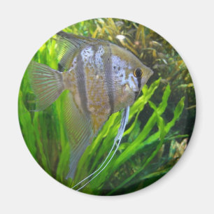 Angel Fish Magnet