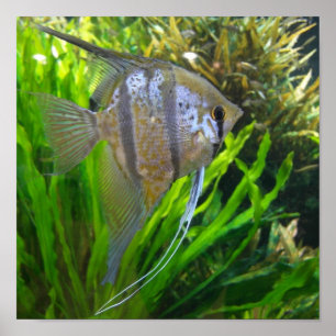 Angel Fish Poster