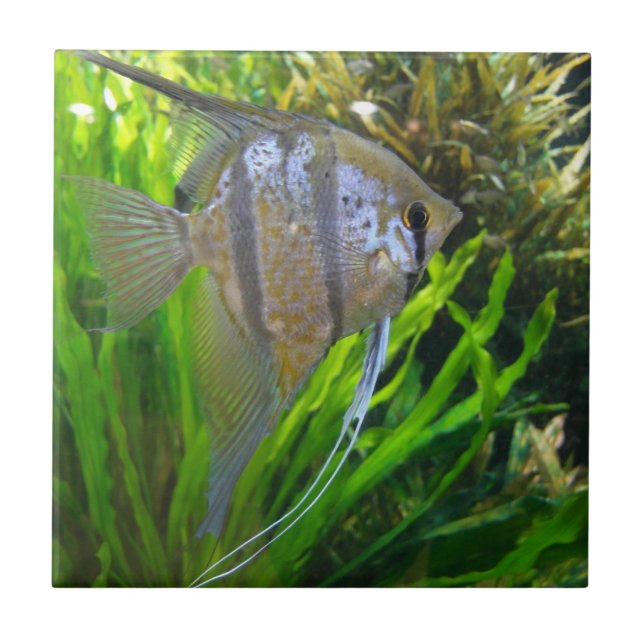 Angel Fish Tile (Front)