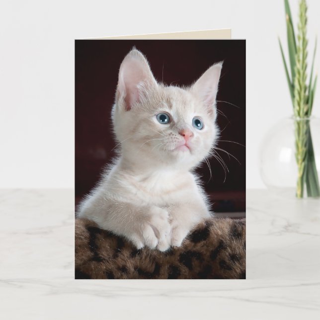 angel kitten greeting card (Front)