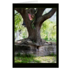 Angel Oak