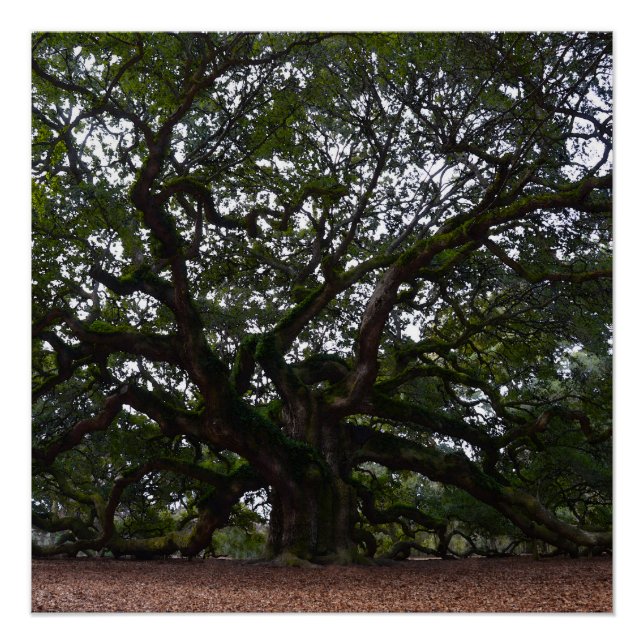 Angel Oak in South Carolina Poster (Front)