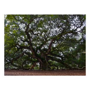 Angel Oak in South Carolina Poster