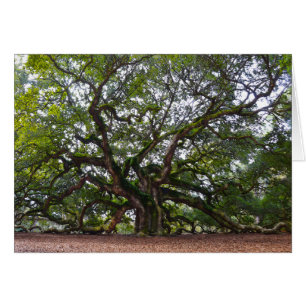 Angel Oak, Johns Island, South Carolina