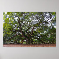 Angel Oak on Johns Island, South Carolina
