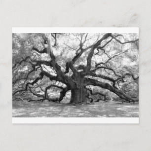Angel Oak Postcard