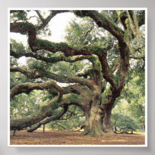 Angel Oak Tree 1,000 years old Poster