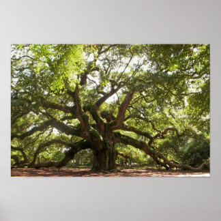 Angel Oak Tree ~ Johns Island, South Carolina Poster