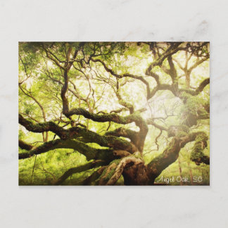 Angel Oak Tree Postcard
