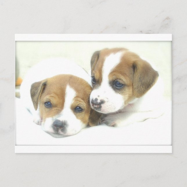 Angel Puppies Postcard (Front)