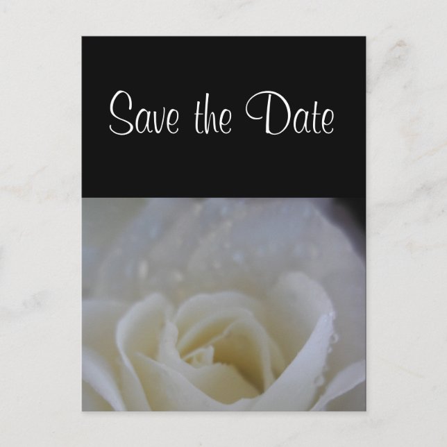 Angel rose save the date wedding announcement postcard (Front)