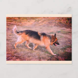 Angel the Alsatian dog animal Postcard