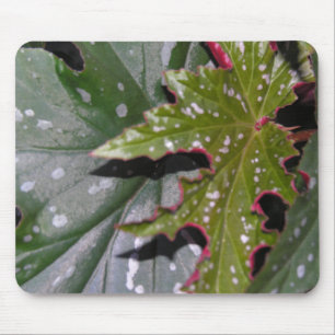Angel Wing Begonias Mousepad