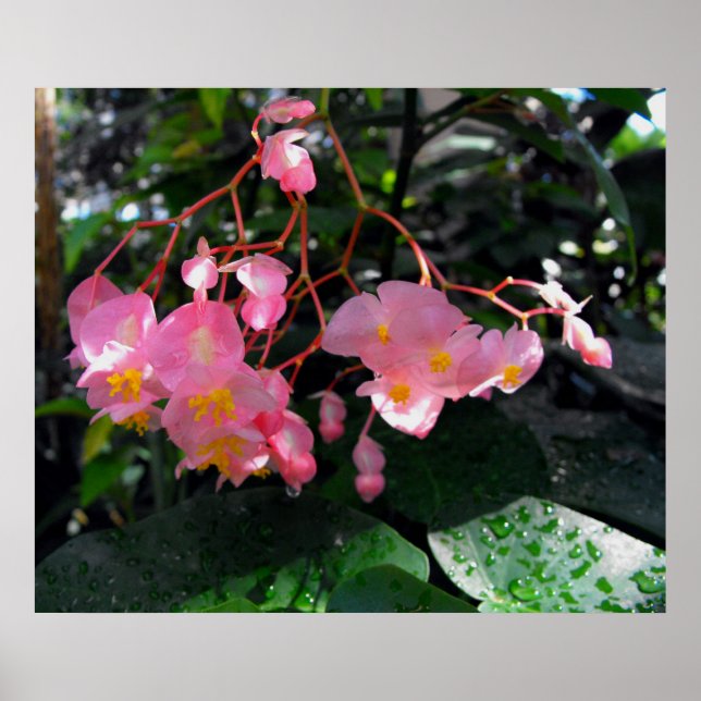 Angel Wing Begonias Poster (Front)