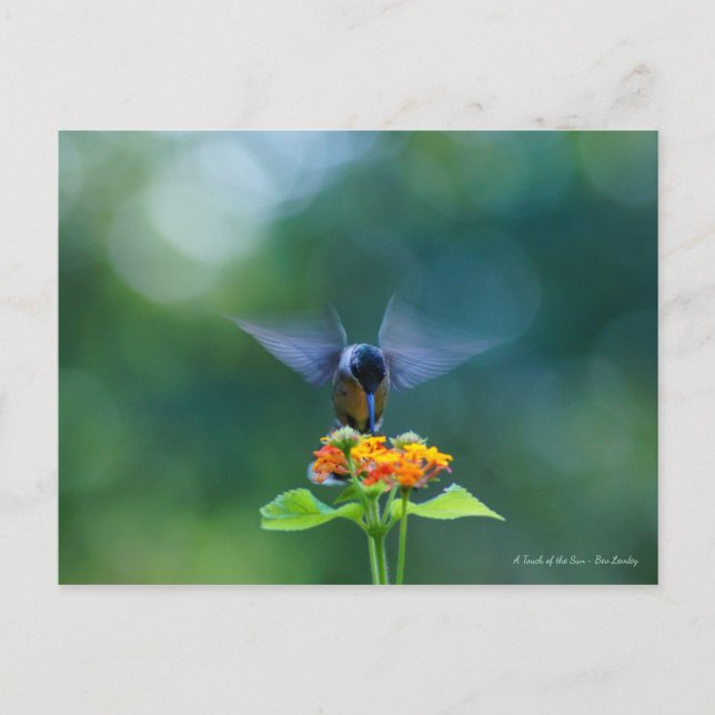 Angel Wings Postcard (Front)