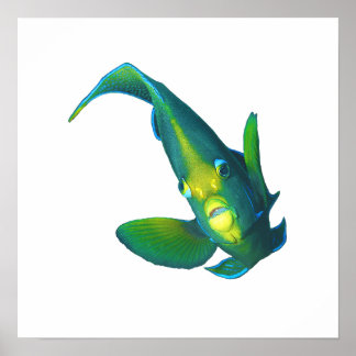 Angelfish - Abstract Design - Cut out of a photo | Poster
