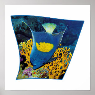 Angelfish at coral reef - Photographic design Poster