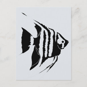 Angelfish. Black and white. Monochrome Postcard