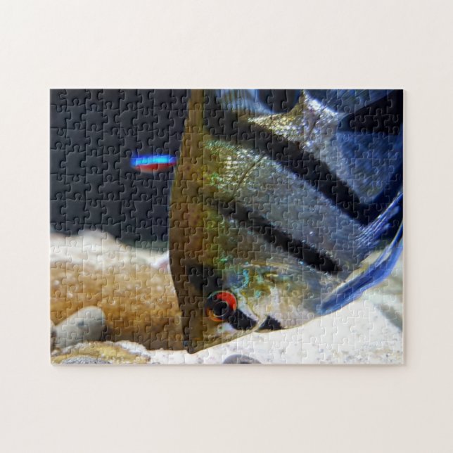 Angelfish Fish Keepers Freshwater Aquarium Jigsaw Puzzle (Horizontal)