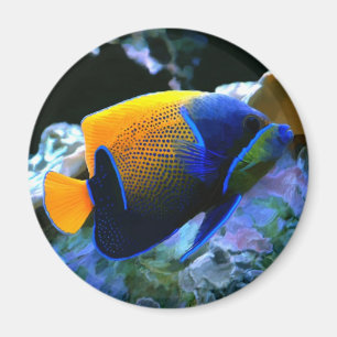 angelfish magnet