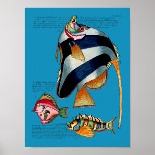 Angelfish on any background poster