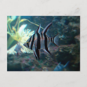Angelfish Postcard