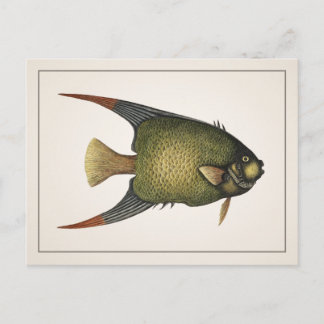 Angelfish Postcard - Style I