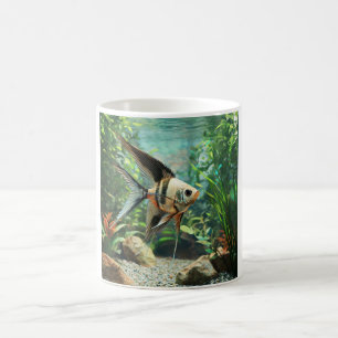 Angelfish swimming in freshwater aquarium  coffee mug