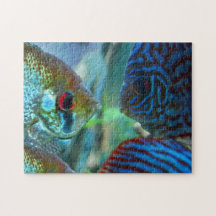 Angelfish vs Discus Fish Aquarium Keeper