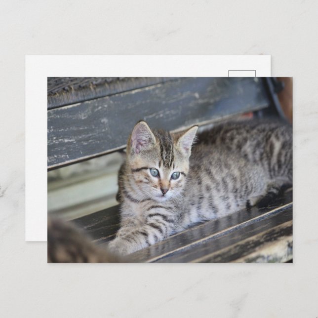 Angelic Kitten Postcard (Front/Back)