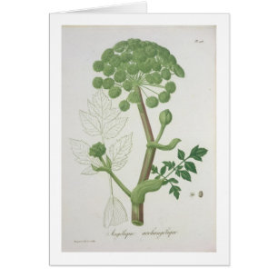 Angelica Archangelica from 'Phytographie Medicale'