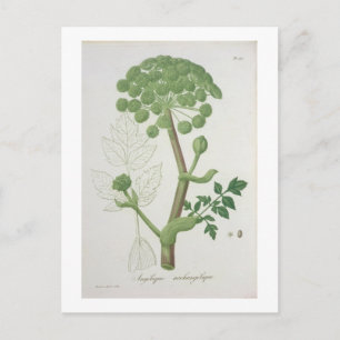 Angelica Archangelica from 'Phytographie Medicale' Postcard