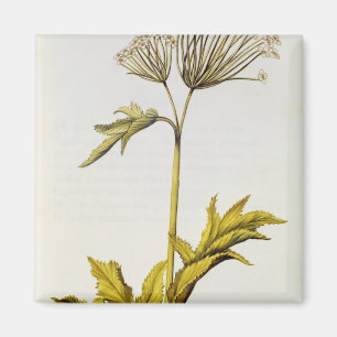 Angelica, from 'La Guirlande de Julie', c.1642 Magnet