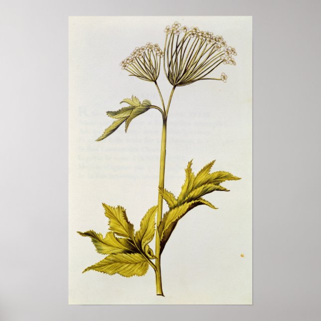 Angelica, from 'La Guirlande de Julie', c.1642 Poster (Front)