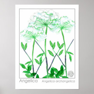 Angelica White Flowers Medicinal Herb Plant Poster