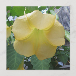 Angels Trumpet Golden Yellow Flower Invitation
