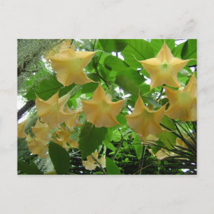 Angel's Trumpets Flowers Postcard
