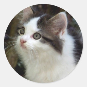 Angels With Whiskers (kitten) Stickers