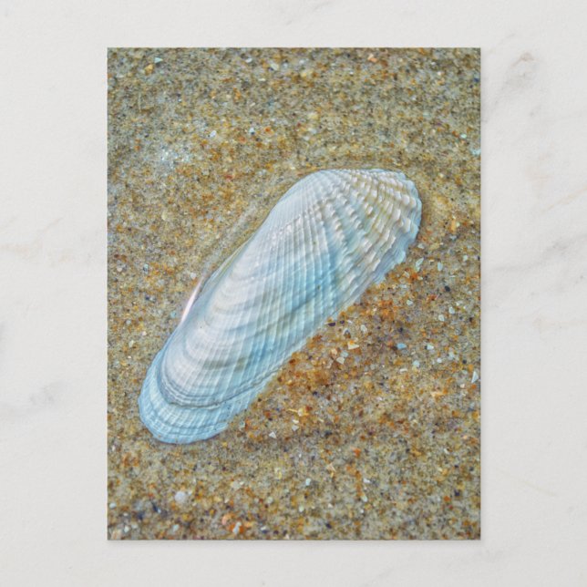 Angelwing Seashell Postcard (Front)