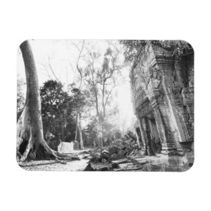 Angkor Cambodia, Details Ta Prohm Magnet