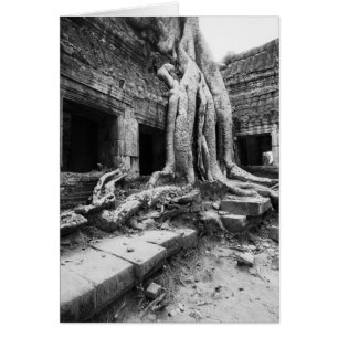 Angkor Cambodia, Ta Prohm Tree
