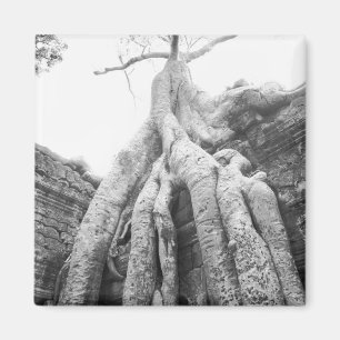 Angkor Cambodia, Tree Ta Prohm Magnet