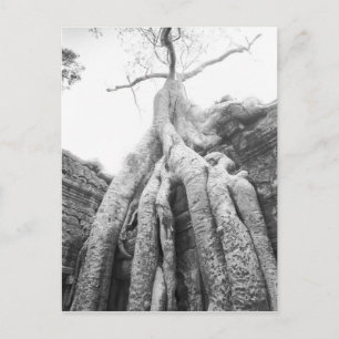 Angkor Cambodia, Tree Ta Prohm Postcard